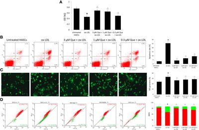 Corrigendum: Quercetin Attenuates Atherosclerosis via Modulating Oxidized LDL-Induced Endothelial Cellular Senescence